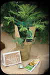 Order Your Wollemi Pine