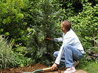 Blue Mountain Tree planted in Blue Peter Garden Blue Mountain Tree planted in Blue Peter Garden
