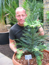 Wollemi Pines arrive at the Cambridge University Botanic Garden Wollemi Pines arrive at the Cambridge University Botanic Garden