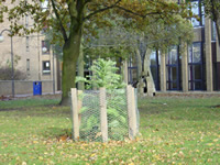 Wollemi Pine arrives at Darwin College, Canterbury, Kent