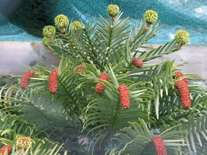 Wollemi Pine Produces Both Male & Female Cones !!!