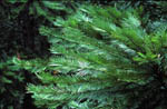 Images of Wollemi Pine Foliage