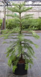 Wollemi Pine - 20 Litre Pot