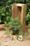 Order Your Trees Now