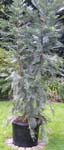 Wollemi Pine - 45 Litre Pot