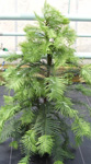 Wollemi Pine - 7.5 Litre Pot