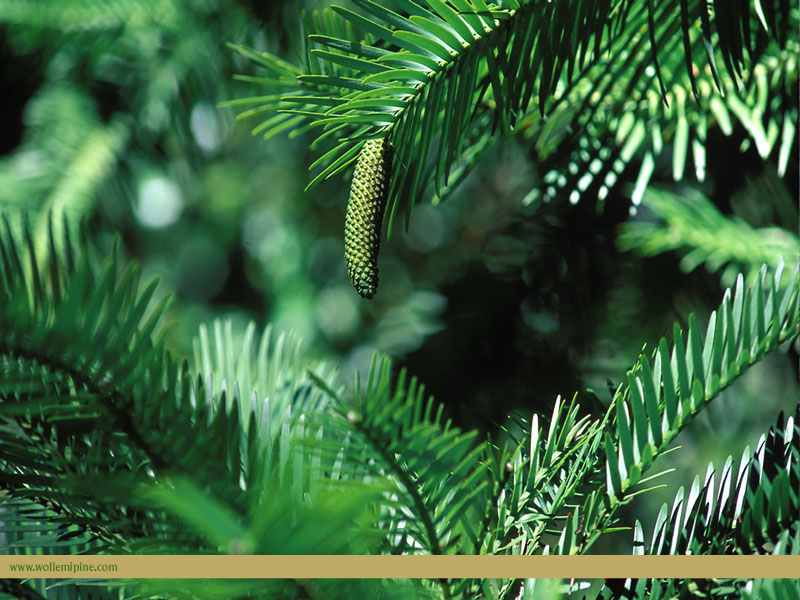 male wallpaper. Male Cone