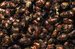 Images of Wollemi Pine Bark