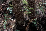 Images of Wollemi Pine Bark