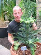 Wollemi Pines arrive at the Cambridge University Botanic Garden