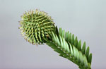 Images of Wollemi Pine Cones