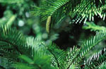 Images of Wollemi Pine Cones