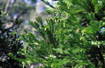 Images of Wollemi Pine Cones