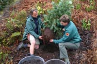 200 million-year-old Jurassic pine planted at Eden - 21 April 2006