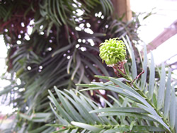 The next step towards immortality for a tree that was on the brink of extinction 