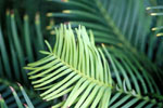 Images of Wollemi Pine Foliage