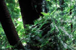 Images of Wollemi Pine Foliage