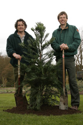 Rare prehistoric Wollemi Pine planted at Harlow Carr
