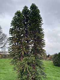 Growing the Wollemi Pine in the ground Growing the Wollemi Pine in the ground