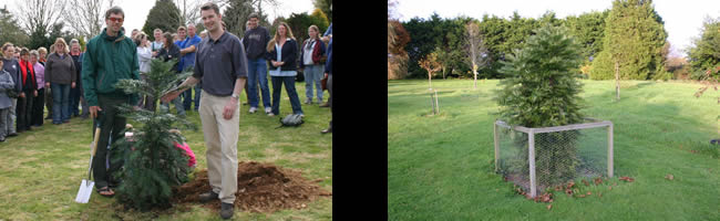 Kernock Park Plants Wollemi Pine 2008