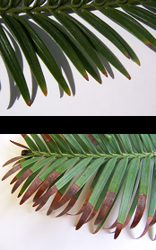 Why are the tips of the leaves of my Wollemi Pine going brown?