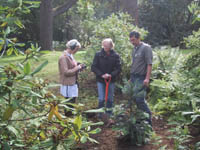 One of the first Wollemi Pines to be planted in Northern Ireland