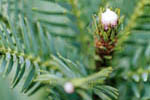 Images of Wollemi Pine Polar Cap