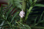 Images of Wollemi Pine Polar Cap