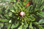 Images of Wollemi Pine Polar Cap