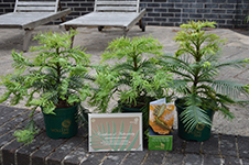 Wollemi Pine - 3 Litre Pot