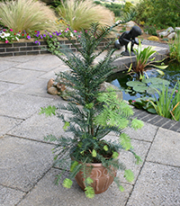 Growing in a container (inside or outside) Growing in a container (inside or outside)