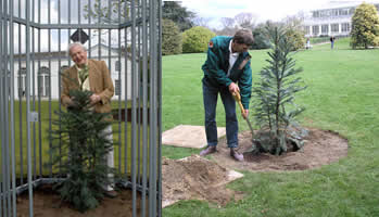 Wollemi Pines Planted at Kew Reach Maturity