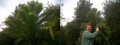Wollemi Pine Plants at Kew Reach Maturity 2